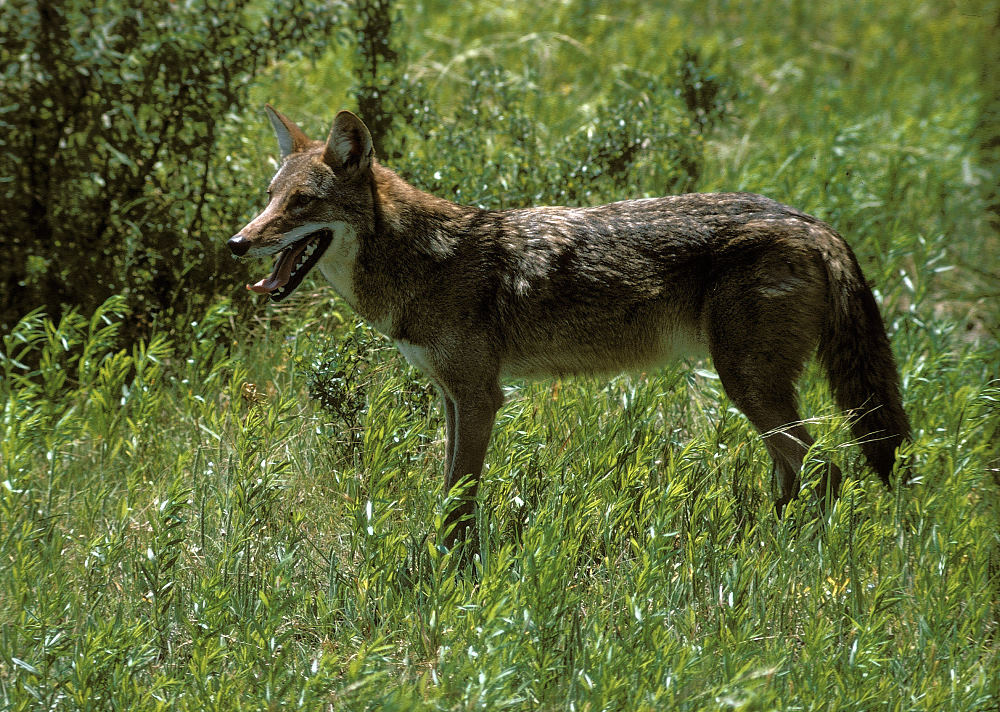 Carnivores, such as coyote, also were hunted