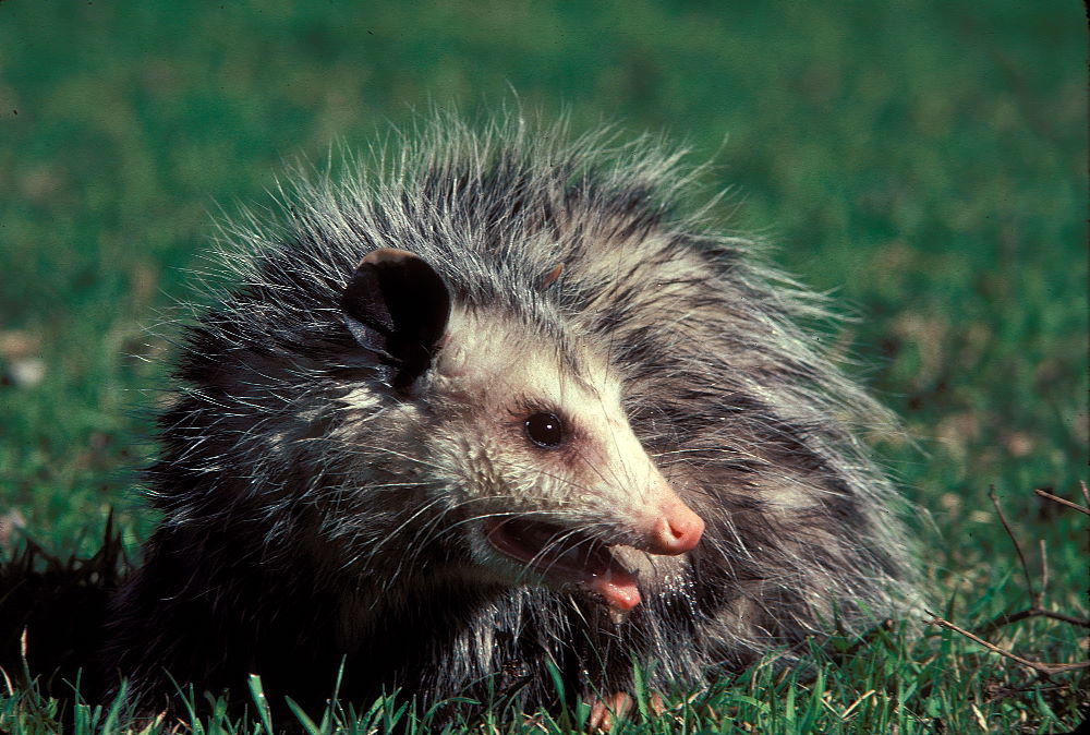Opossum likely were trapped or hunted with clubs