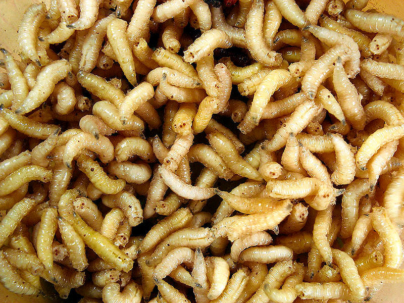 Maggots, the worm-like larvae of flies and other insects