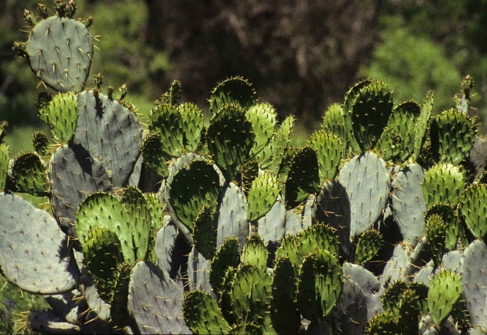 The green leaves, or pads, of prickly pear