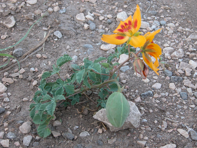 photo of yellow show flower and fruit