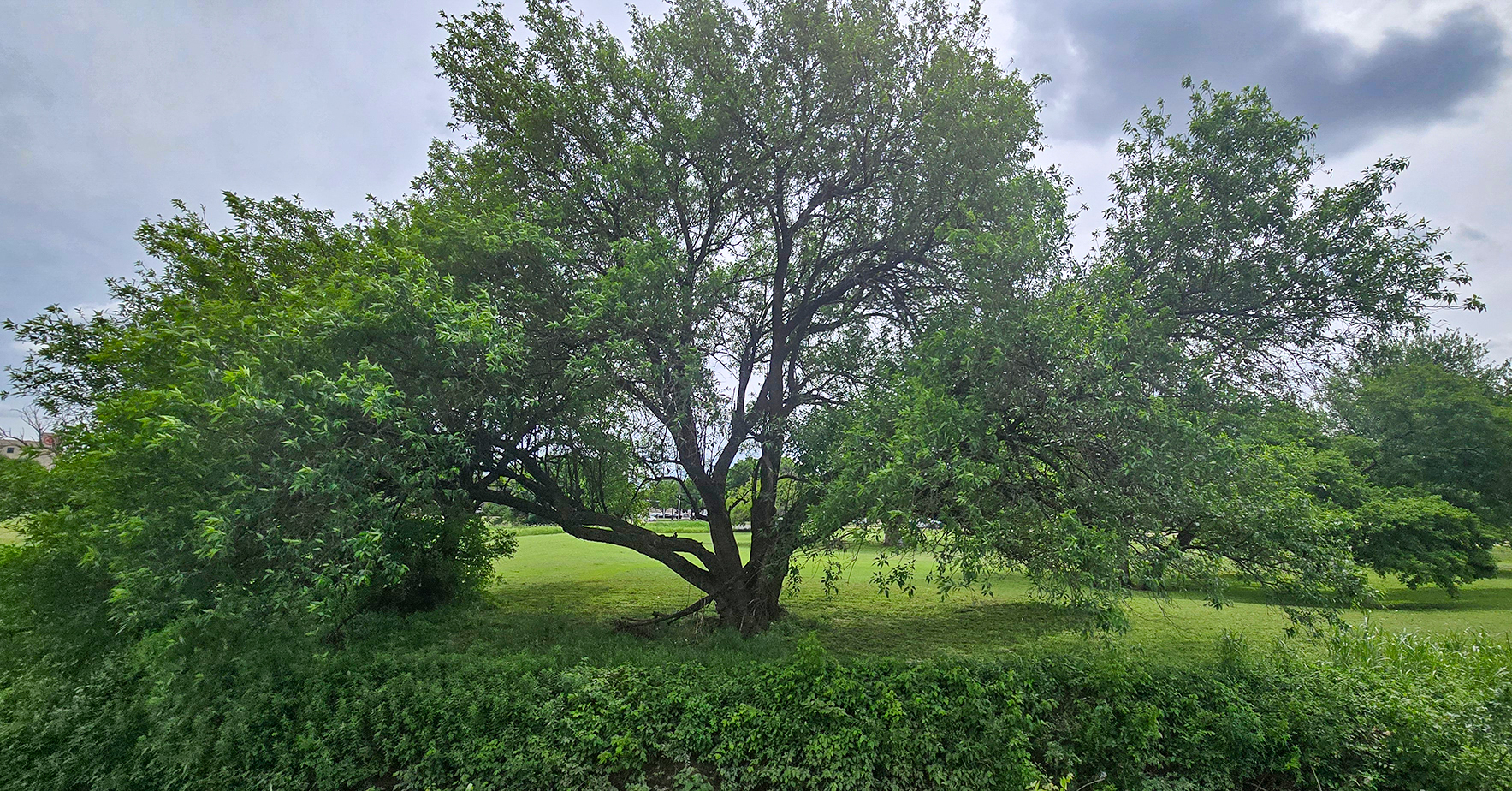 color photo of tree
