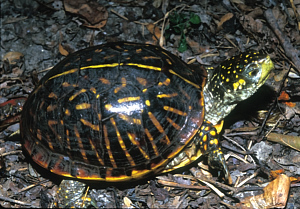 Image of box turtle.