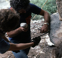 Photo of metal pin being hammered into cave wall.