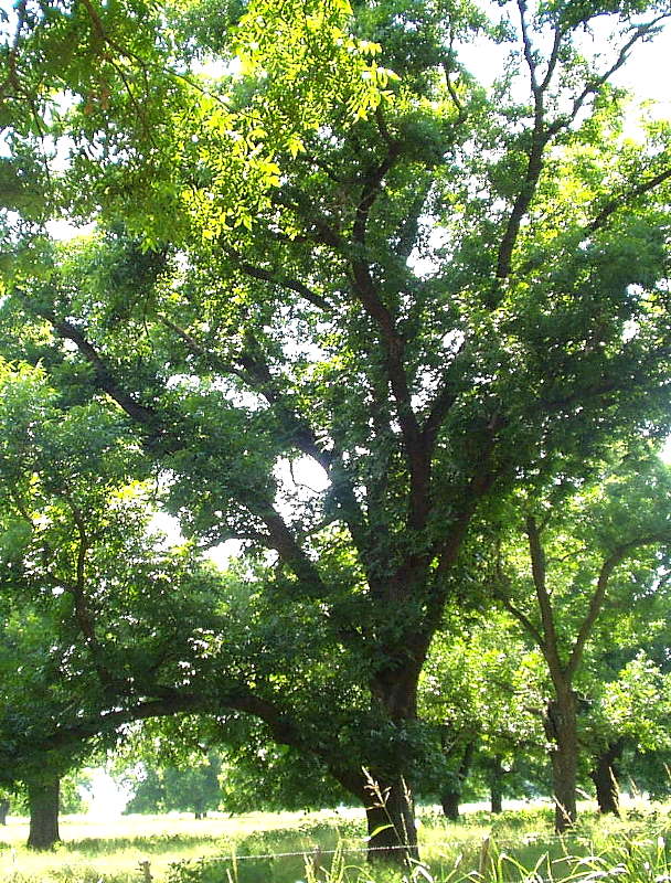 Photo of pecan trees