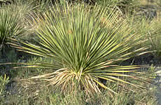 lechuguilla plant