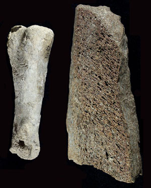 photo of fossilized bone from the Pleistocene