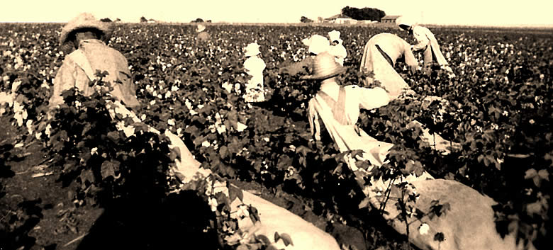 Cotton Picking Slaves