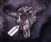 photo of skull