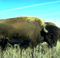 photo of bison