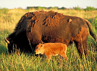 photo of bison