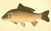 photo of carp