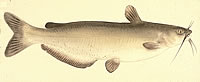 photo of catfish