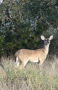 photo of deer