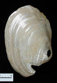 photo of mussels