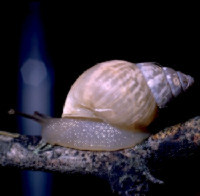 photo of snail