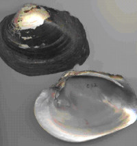 photo of shells