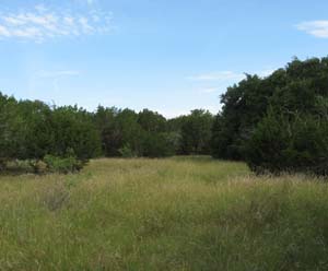 Photo of portions of fields cleared by Ransom Williams
