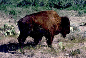 photo of a bison