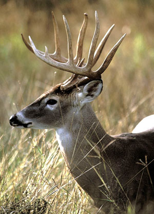photo of white-tailed deer