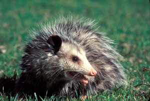 photo of an opossum