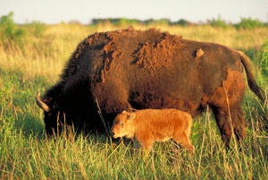 photo of a bison and calf