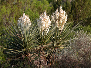 Spanish Yucca