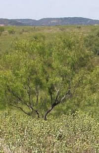 mesquite-covered prairie