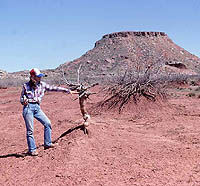 Photo of woman standing beside a dried-up tree whose base stands two feet above the eroded surface.