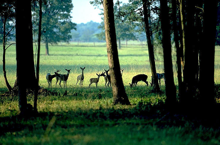 photo of white-tailed deer