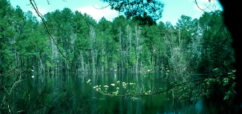 photo of a pine forest