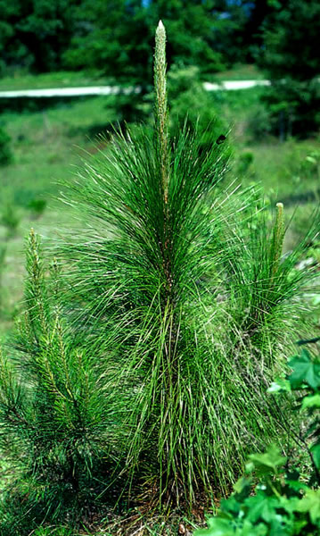 Photo of plant with needles