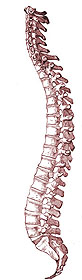 illustration of a spinal column