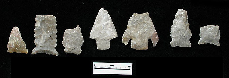 Small, Late Archaic dart points from the Fiber Layer. Photo by Milton Bell.