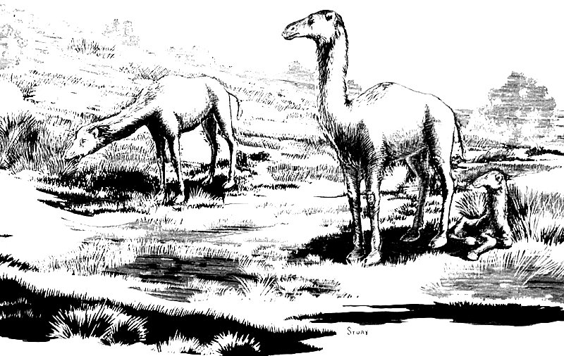 A small group of camels graze on grasses. Drawing by Hal Story, courtesy Texas Memorial Museum.