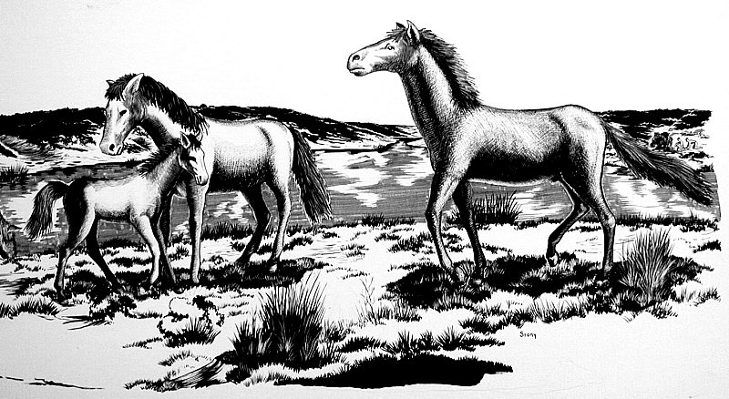 A stallion senses trouble (note the crouching hunters in the distance) and moves to protect his mare and her colt. Some of the Ice-Age horse bones from Bonfire are virtually identical to those of modern horses. Drawing by Hal Story, courtesy Texas Memorial Museum.