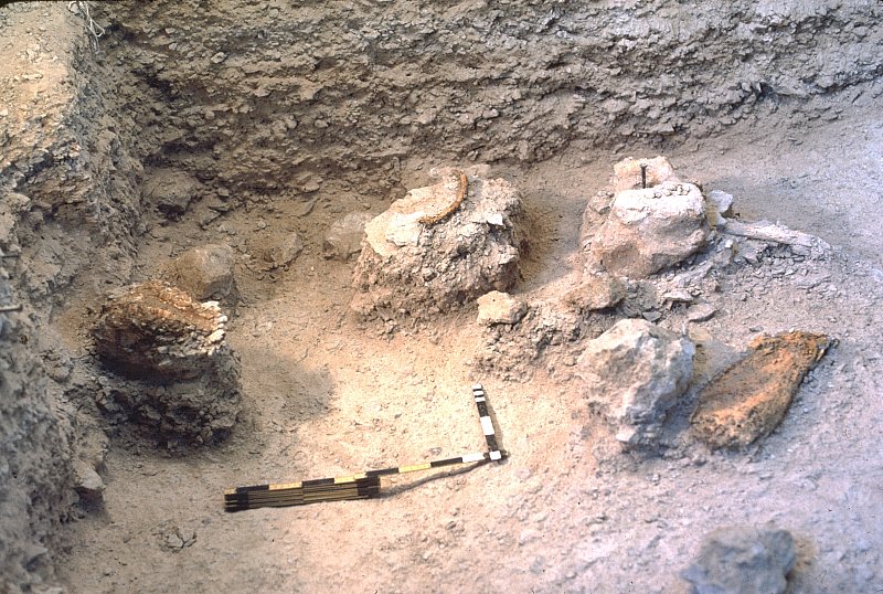 Mammoth and horse bones in place in Bone Bed 1, Stratum E (upper bones) and Stratum H (lower bons). Photo taken in 1984 by Herb Eling.. 