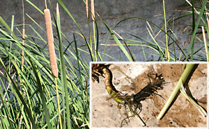 photo of cattail with root inset