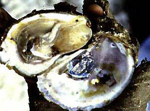 photo of an oyster