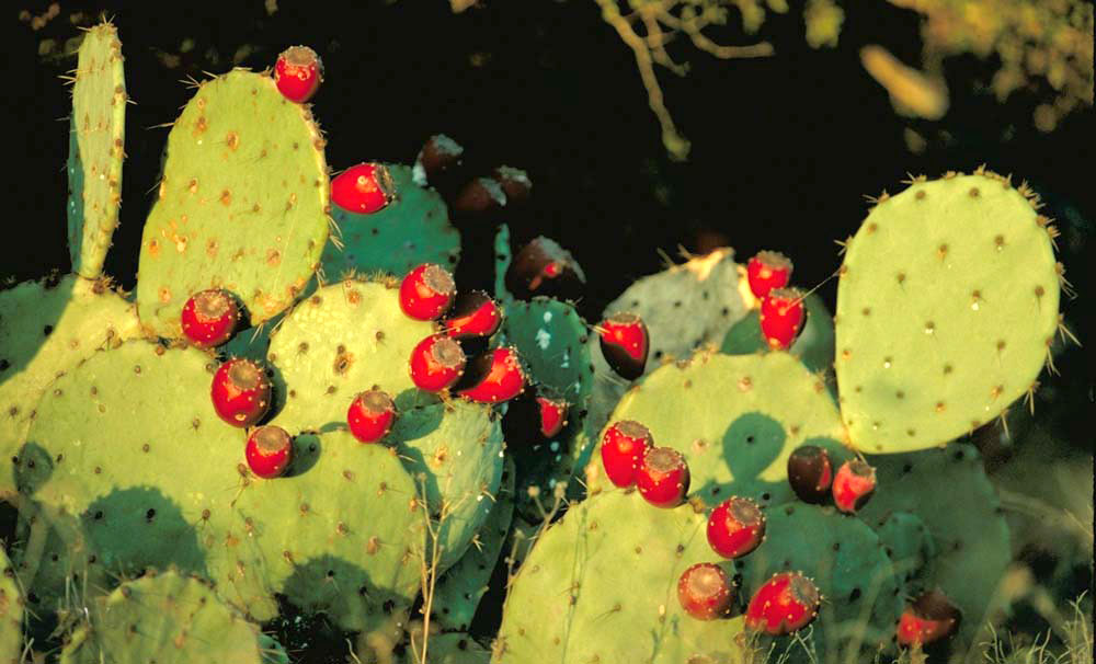 photo of prickly pear cactus