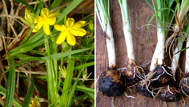 photo of star grass flower and bulb
