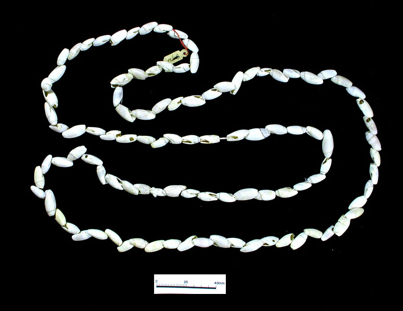 Tiny shell beads of Olivella—a Pacific coast marine snail—were strung into necklaces or used as ornaments on clothing.