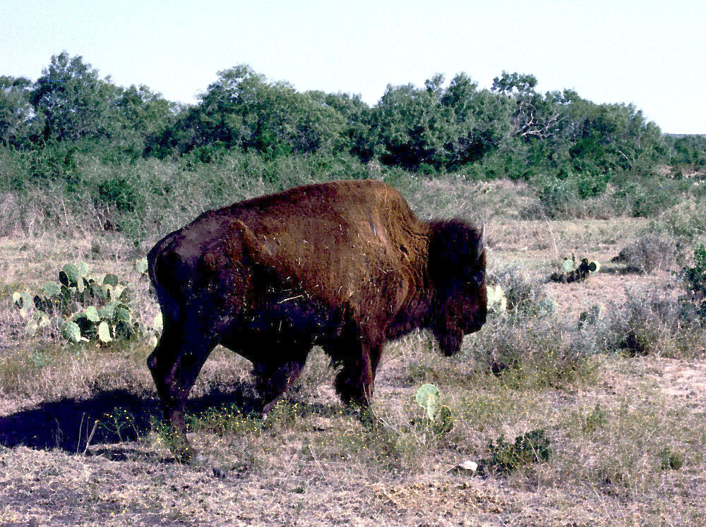 photo of a buffalo