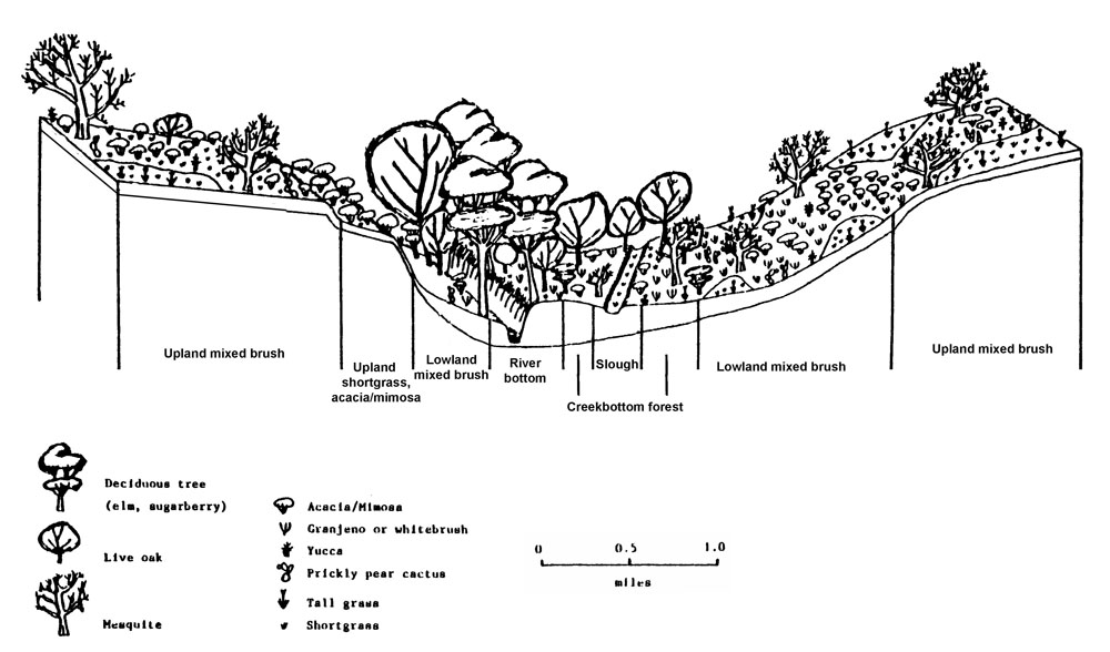 drawing of landscape