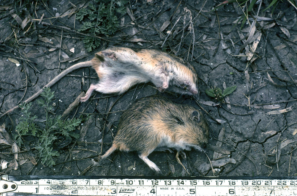 photo of field mice