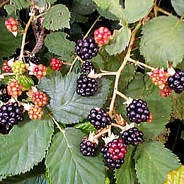 photo of blackberry