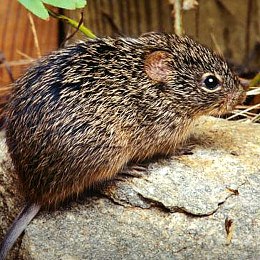 Photo of a rodent