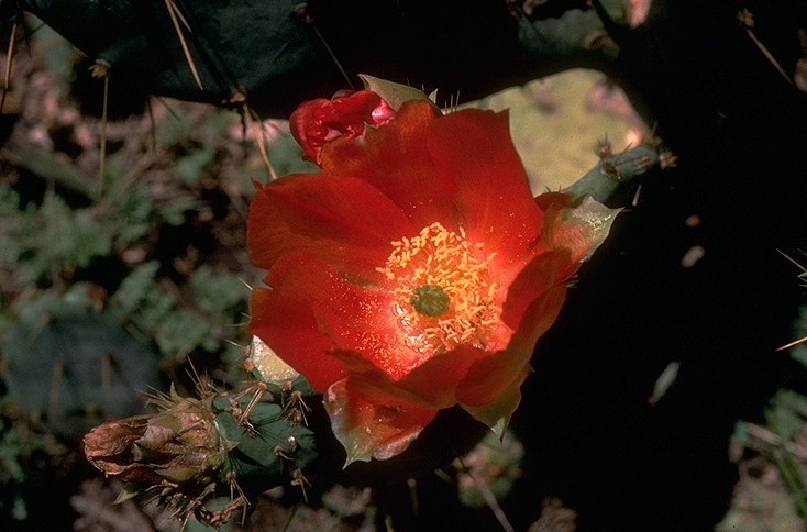 Bloom of the prickly pear