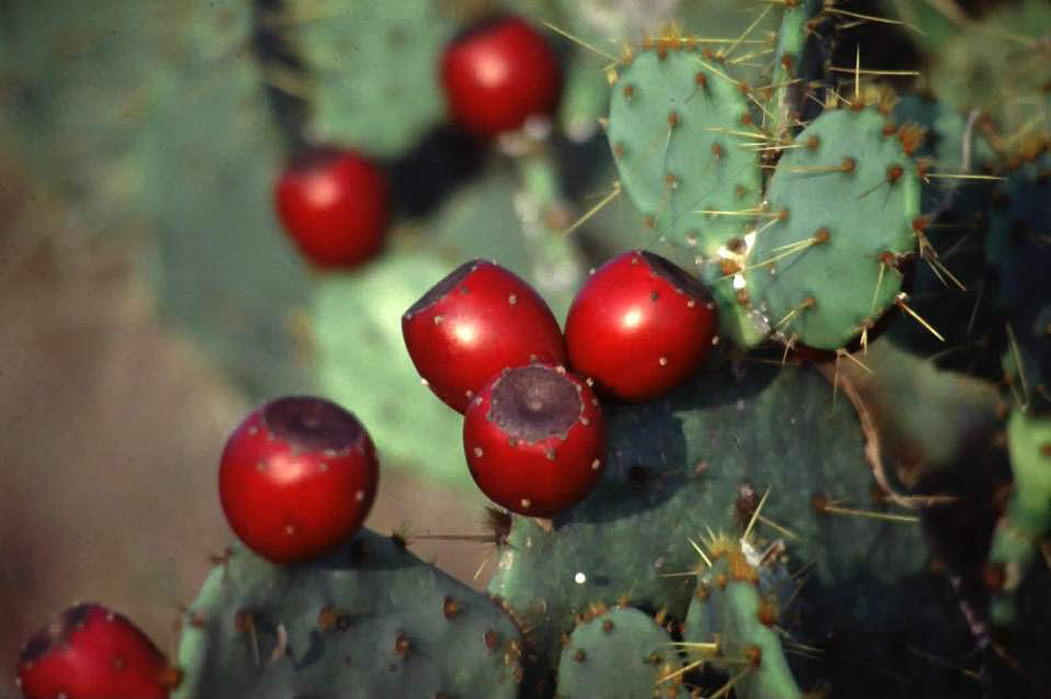 Ripe fruits of the prickly pear