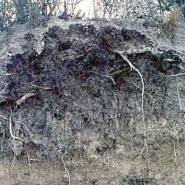 photo of clay in a soil profile
